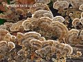 Trametes versicolor-amf1827